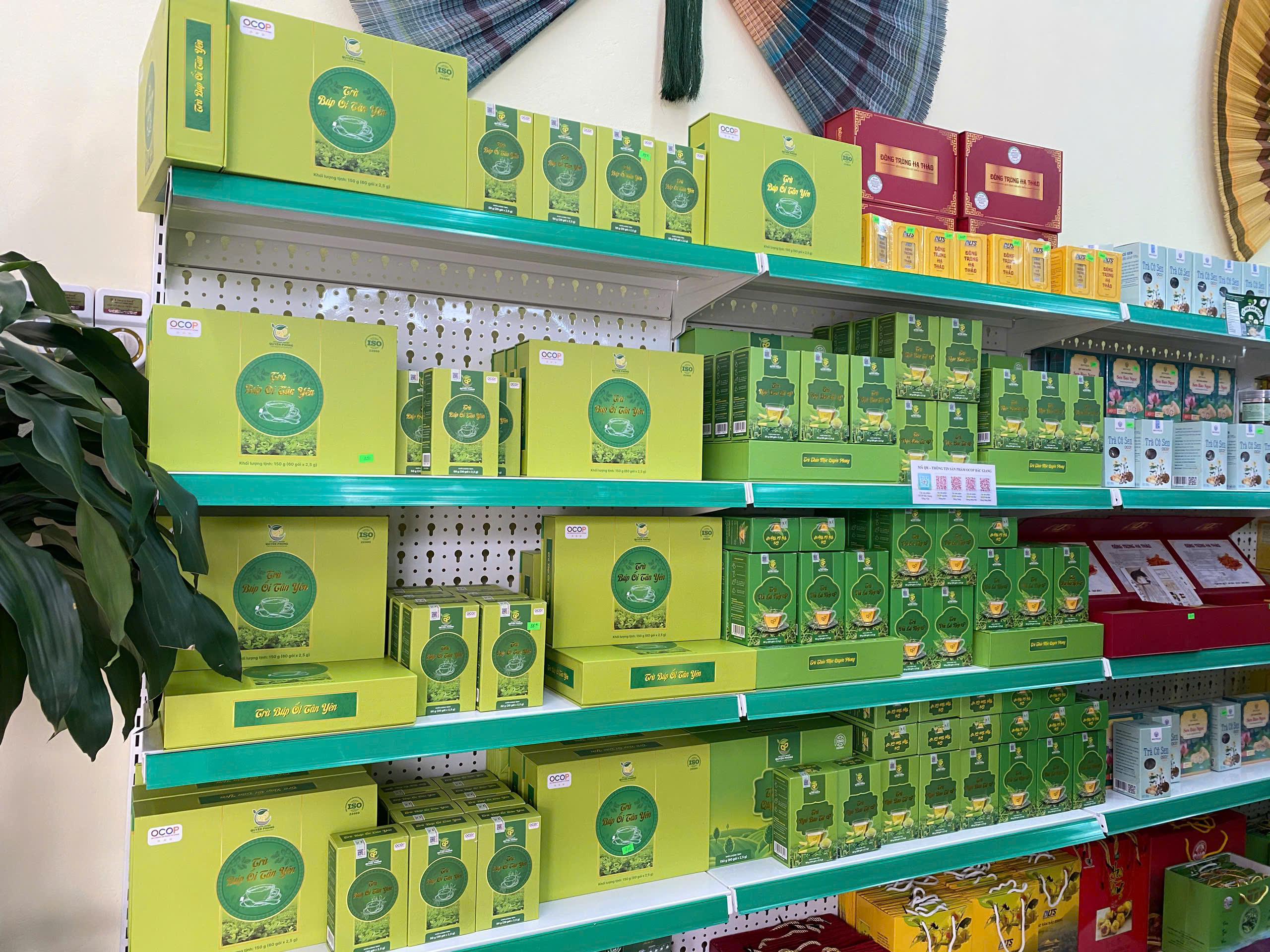 Trà búp ổi Tân Yên được người tiêu dùng ưa chuộng